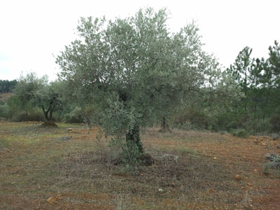 Olivo de Castilblanco Olivo de Castilblanco
