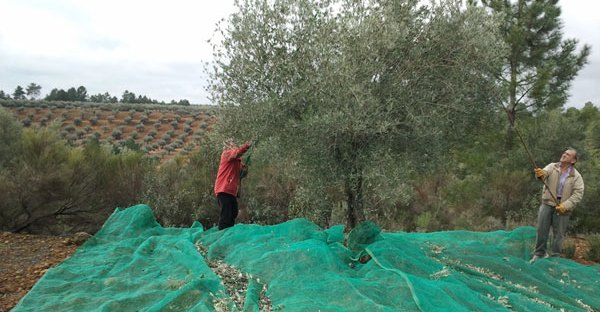 Fotografía del vareo de las aceitunas en la raña